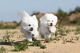 BICHON FRISE 254